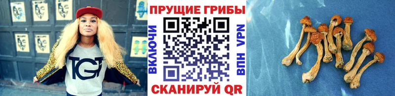 Псилоцибиновые грибы прущие грибы  наркота  Петровск-Забайкальский 